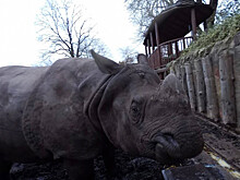 Ученые обнаружили следы бегемотов в Британии