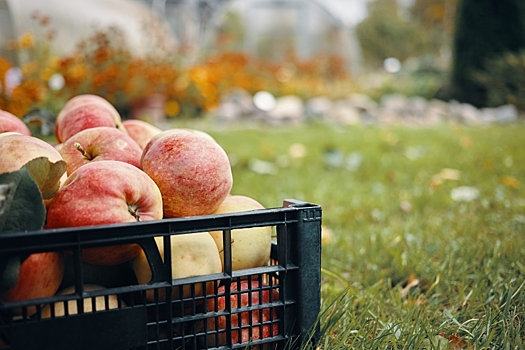 Волгоградский агроном рассказала, какие условия нужны для хранения яблок