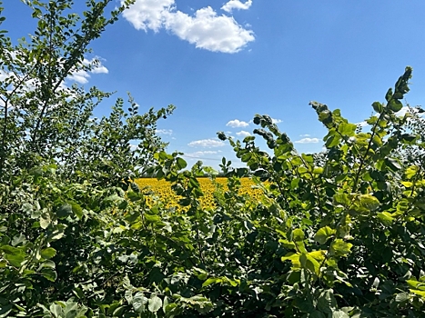 У Апшеронска появится лесопарковый зеленый пояс