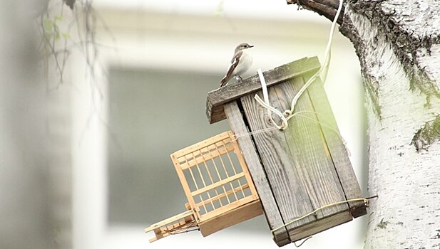 Биоакустика поможет понять язык птиц