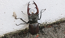 В Воронеже энтомологи обнаружили огромного и внезапного жука-оленя