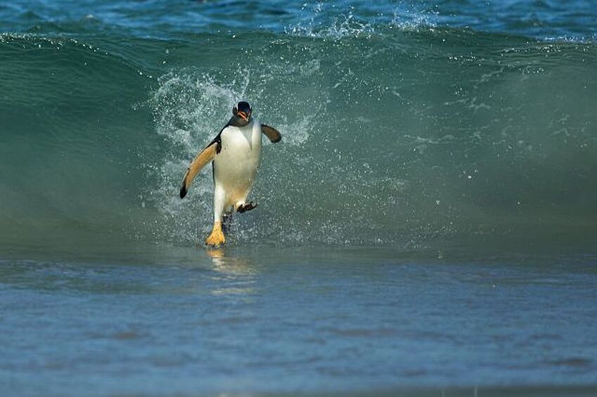 Пингвин явно увлекается серфингом. 