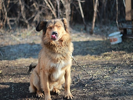 Приюту для животных «Отрада» в Оренбурге требуется срочная помощь