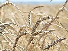 Сельхозпредприятия региона получат дополнительную господдержку