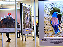 В Москве проходит фотовыставка «Дикая природа России»