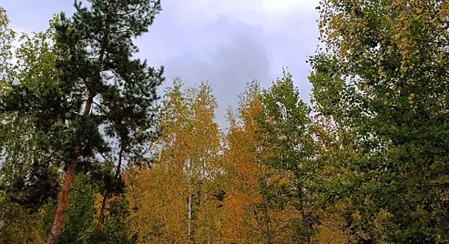 В российском заповеднике рассказали, как зимуют енотовидные собаки