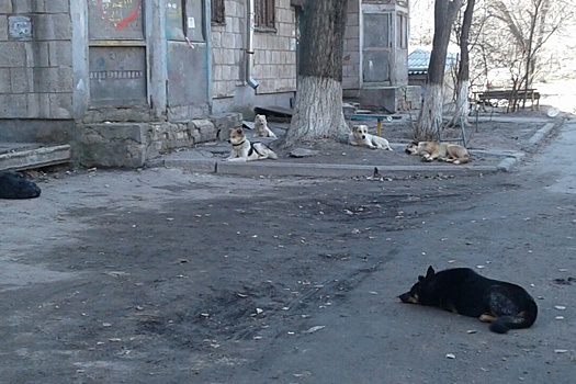 Бездомные псы держат в страхе жителей семиэтажки на проспекте Ленина в Волгограде