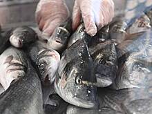 Подмосковный ветеринар за взятки оформлял документы на рыбную продукцию
