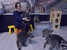 В комитете Госдумы по экологии объяснили, какие антикафе с животными должны остаться, а какие нужно закрыть