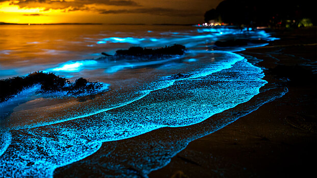 Почему океан в некоторых местах светится ночью