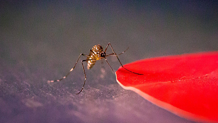 Ученые заставили малярийных паразитов "самоуничтожаться"
