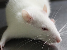 В России предложена диагностика рака при помощи крысы