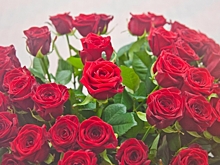 Волгоградцам посоветовали, как дольше сохранить в вазе свежие розы