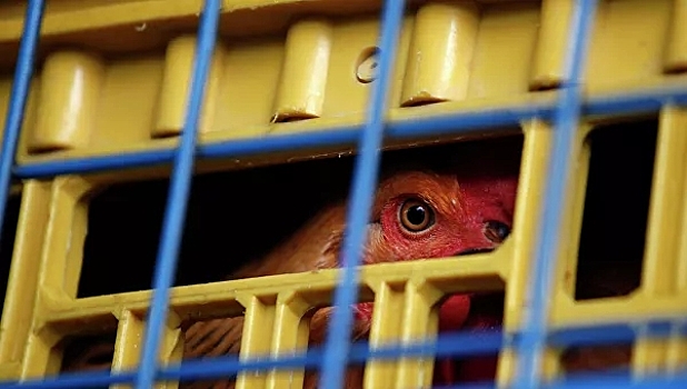 В Нидерландах зафиксировали вспышку птичьего гриппа