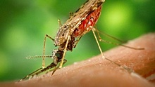 Российских туристов предупредили о лихорадке денге на Шри-Ланке