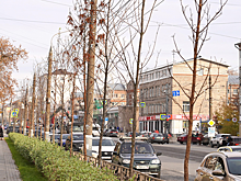 16 ясеней высадили на улице Ленина в Ижевске