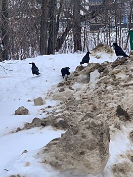 Неожиданный прилет грачей в Кострому означает приятное известие