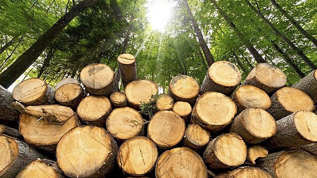 Представители лесного бизнеса Вологодской области могут отсрочить арендную плату за участок