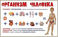 Периодичность обновления организма человека (4 фото)