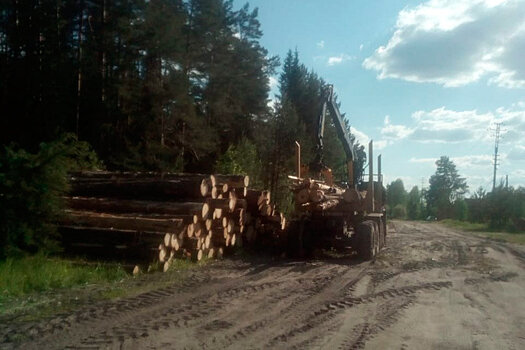 В Костромской области под предлогом очистки леса вырубили городской бор