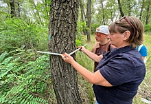 Школьники провели обследование лесов в Калачевском лесничестве