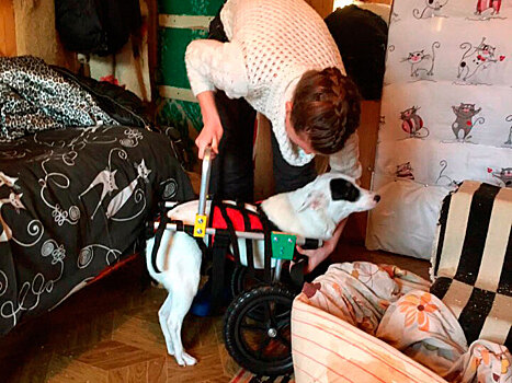 Новосибирцы купили двухлапой собаке Монике коляску с огромными колёсами