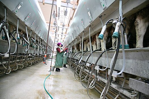 Воронежские животноводы хотят удвоить производство молока