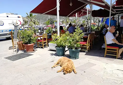 Отдых с клопами: семья из Екатеринбурга отсудила компенсацию у туроператора