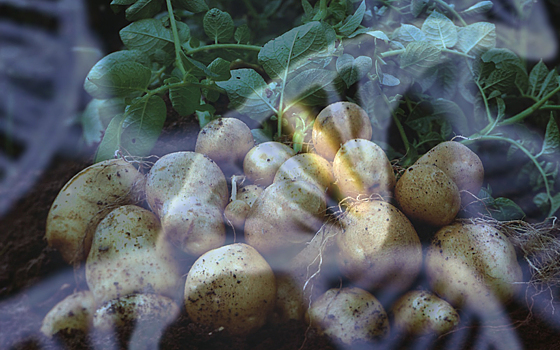 Генно-модифицирования картошка уменьшит применение пестицидов на 90%