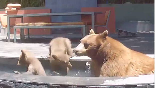 Медведи искупались в фонтане на заднем дворе частного дома
