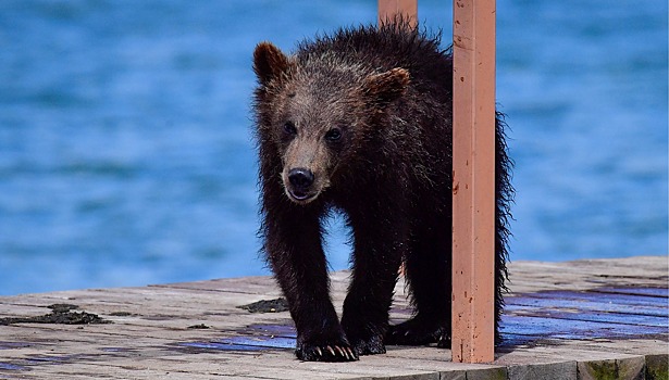 Медвежонок забрёл в центр одного из городов на Сахалине
