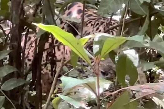 Ягуар набросился на туристов в джунглях и попал на видео