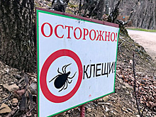 Новую волну активности клещей зафиксировали в столичном регионе