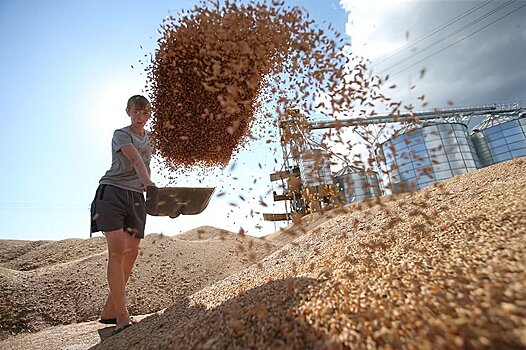 США испугались конкуренции с российской пшеницей