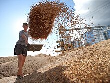 США испугались конкуренции с российской пшеницей