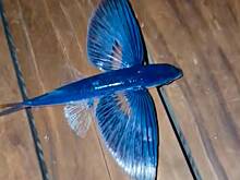 Неудачное спасение летучей рыбы известным певцом попало на видео