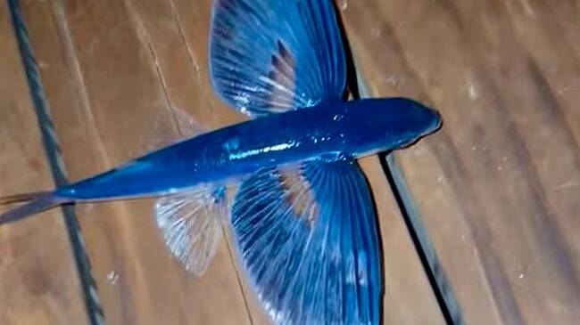 Неудачное спасение летучей рыбы известным певцом попало на видео