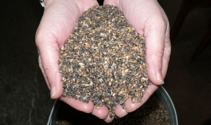 Тамбовские работники лесного хозяйства заготовили более 550 килограммов семян сосны