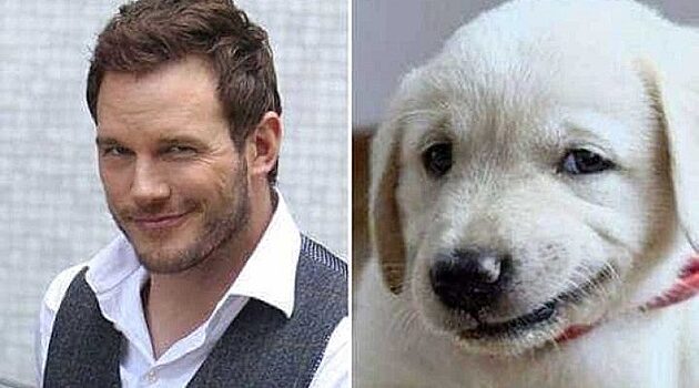 Расскажу по питомцу как ты выглядишь: смешная подборка фото собак и знаменитостей