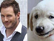 Расскажу по питомцу как ты выглядишь: смешная подборка фото собак и знаменитостей