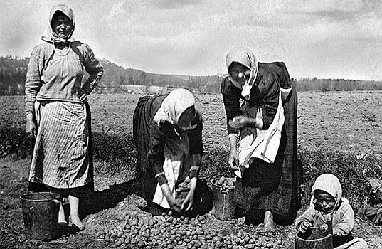 «Дьявольское яблоко»: почему русские крестьяне не хотели есть картошку