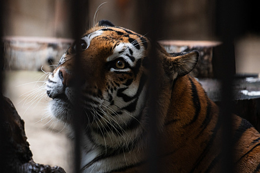 В российском регионе тигр перегородил дорогу к заправке