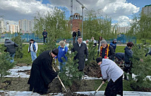 В Москве высадили кедровую аллею в память о погибших в ходе боевых действий военкорах