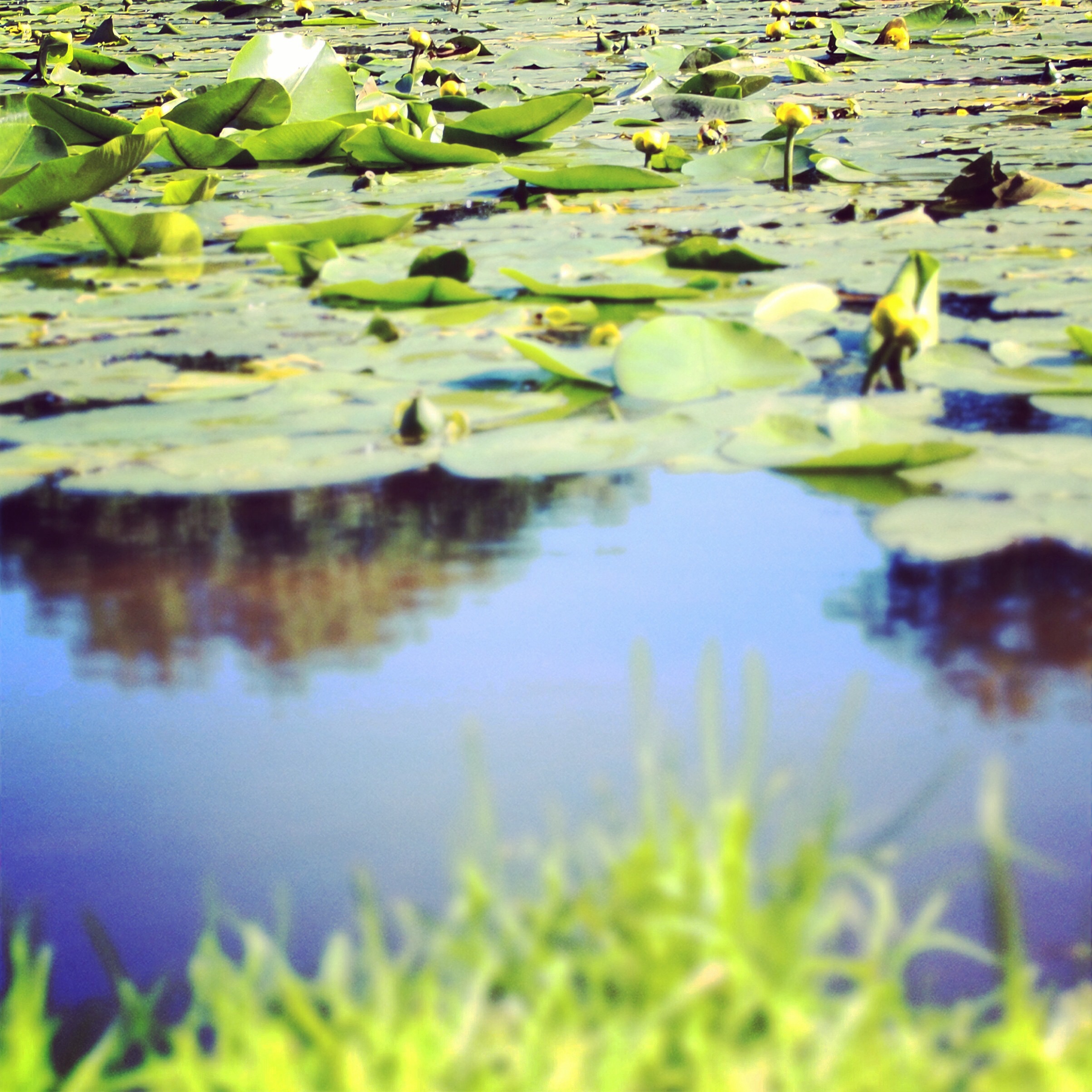 Парк Кузьминки, Москва, Россия, Европа