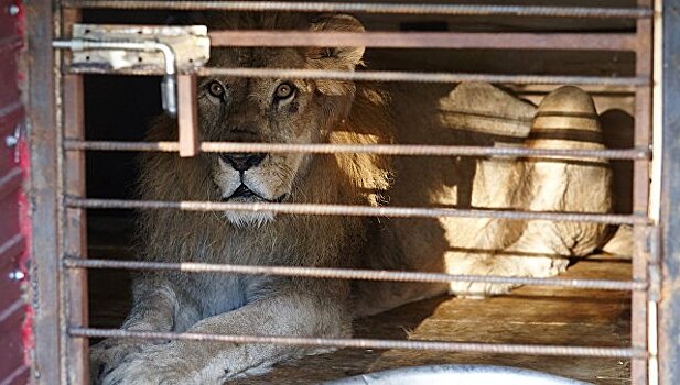 В Приморье возбудили дело из-за нападения льва на ребенка в зоопарке