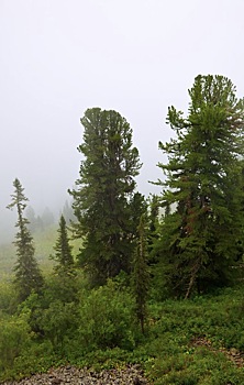 Охотники Новосибирской области не могут оформить лицензии из-за сбоев на «Госуслугах»