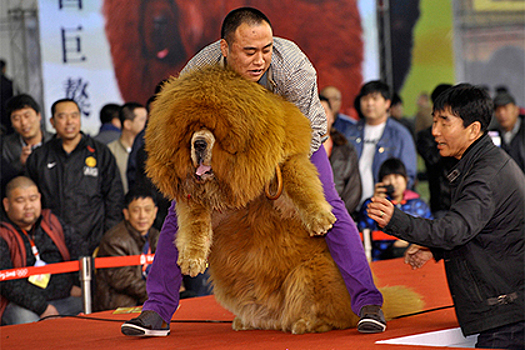 В Китае ввели комендантский час для собак