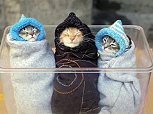 «Я больше не хочу котиков и лесбиянок»