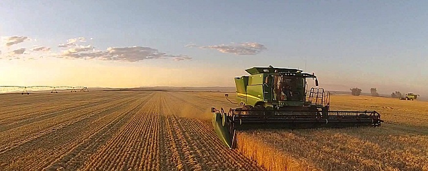Аграрии Новосибирской области убрали 83% урожая на полях