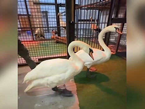 Два лебедя из столичного парка поселились в Московском зоопарке на период зимовки